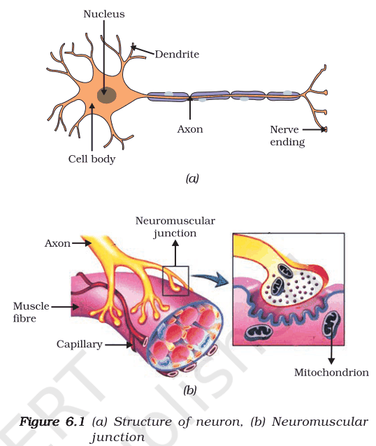 Labelled structure of a neuron (dendrite, cell body, nucleus, axon, nerve ending) and a neuromuscular junction