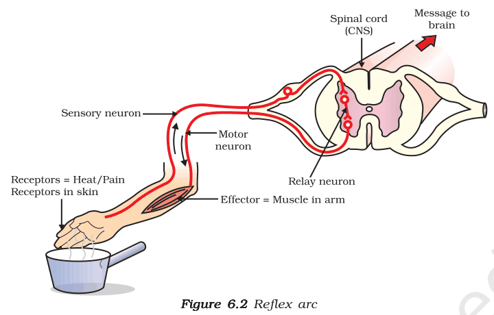 Reflex arc: heat receptors in the hand, sensory neuron, relay neuron in the spinal cord, motor neuron and arm muscle effector