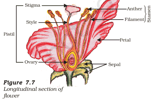 Longitudinal section of a flower labelling stigma, style, ovary (pistil), anther, filament (stamen), petal and sepal