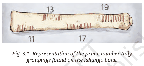 Ishango bone with tally groupings of 11, 13, 17 and 19 notches