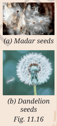 (a) Madar (calotropis) seeds and (b) dandelion seeds with silky hairs