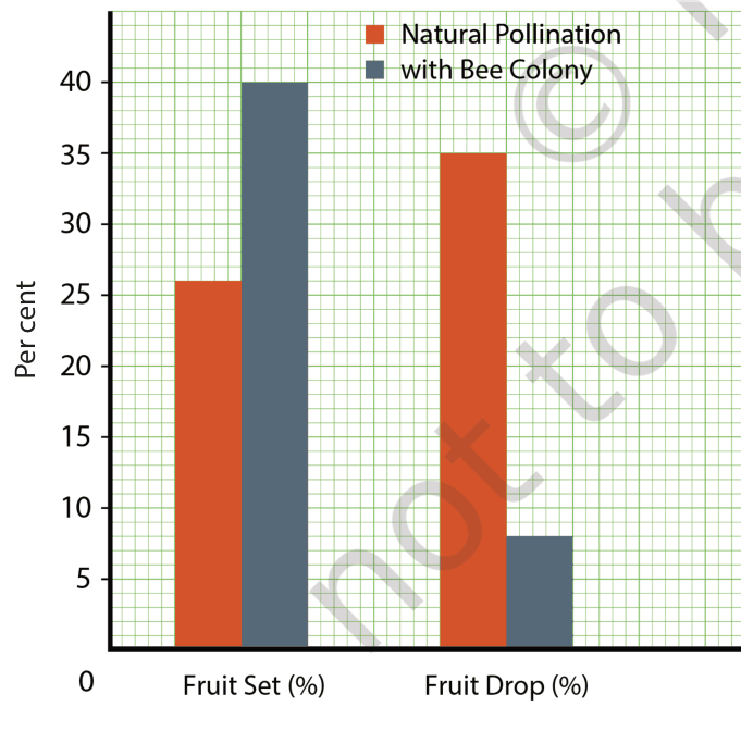 Bar graph of fruit set and fruit drop with natural pollination and with bee colony