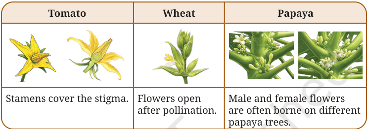 Flowers of tomato, wheat and papaya with clues about their pollination