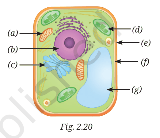 Diagram of a plant cell with parts labelled (a) to (g)