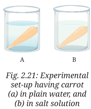 Two beakers: carrot (A) in plain water and (B) in salt solution