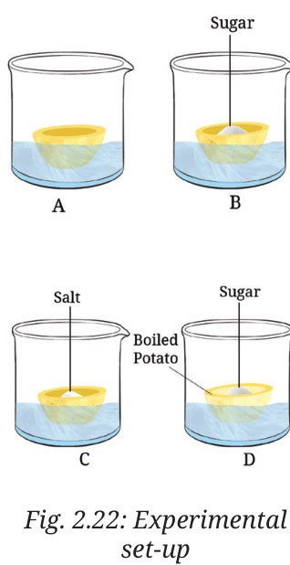 Four potato cups A to D in beakers of water, with sugar, salt and a boiled potato