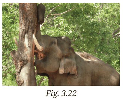 An elephant stripping the bark of a tree