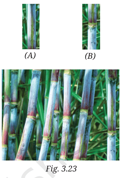 Sugarcane cuttings type A (internode) and type B (with node), and sugarcane stems
